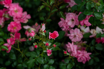 bright flowers after a strong wind or hurricane in the farmer's garden. Gardener's job on a summer day: rose bushes on a plantation. an open greenhouse for seedlings and seeds