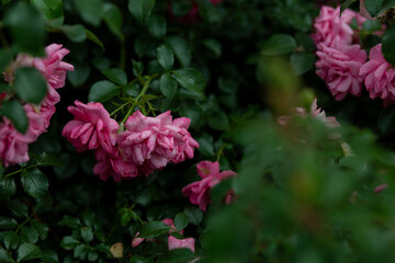 bright flowers after a strong wind or hurricane in the farmer's garden. Gardener's job on a summer day: rose bushes on a plantation. an open greenhouse for seedlings and seeds