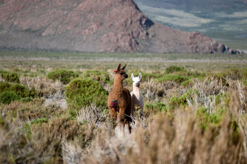 Andean llama from the Jujuy highlands