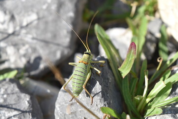 Insecte semblant avoir une selle sur la nuque, appelé l’Éphippigère des vignes.