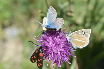 Trio de papillons butinant une fleur de chardon. © Valentin