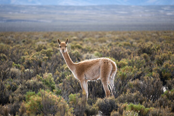 Lonely vicuña in Jujuy, Argentina