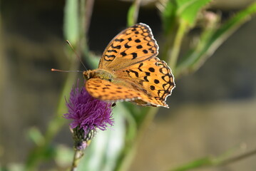 Papillon orange tacheté de noir, butinant une fleur violette.