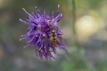 Mouche ressemblant à une guêpe posée sur une fleur de chardon.