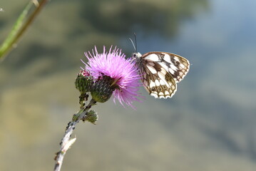 Joli papillon noir et blanc butinant une fleur de chardon rose.