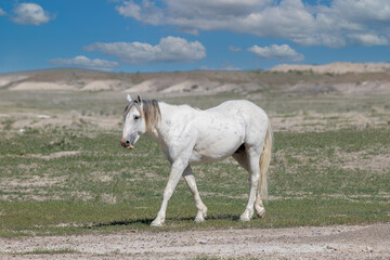 Wild Horses in the West Desert of Utah