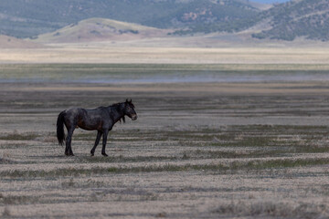 Wild Horses in the West Desert of Utah
