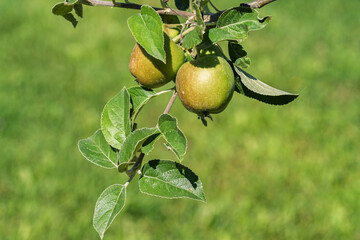 A cluster of vibrant green apples on a tree branch surrounded by healthy leaves
