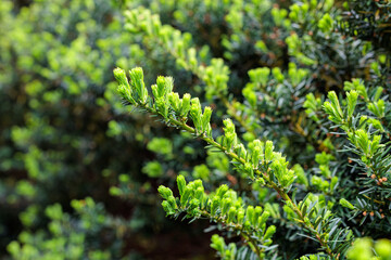Sprouts of Japanese yew that sprouted in early summer.