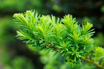 Sprouts of Japanese yew that sprouted in early summer.
