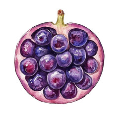 Grape Slice, watercolor vector, isolated on a white background.