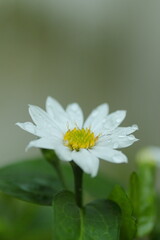 白いヒナギク