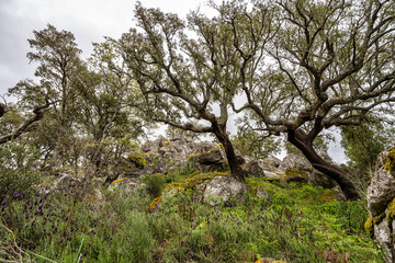 Hiking a walking route at Portalegre, Portugal. Percurso Pedestre de Galegos