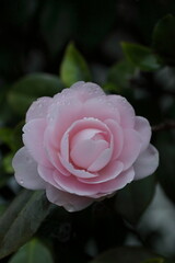 春の園に咲くピンクのツバキ