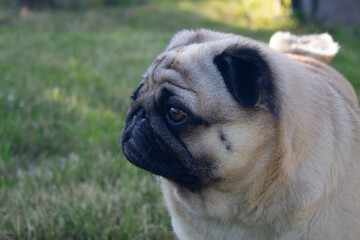 serious pug dog portrait
