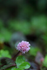 小さなピンクのヒメツルソバの花