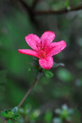 ピンクのアザレアの花