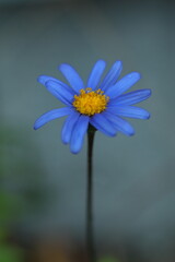 Obraz premium 春の花壇に咲くブルーデイジー