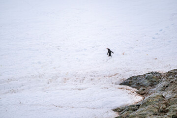 Gentoo penguin in paradise harbor Antarctica