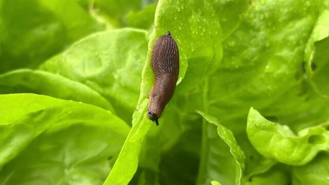 Naked slug eating plants in the garden. Agriculture pest