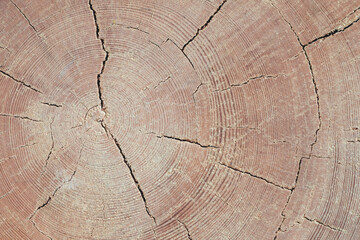 Naklejka premium Large piece of wood with a hole in the middle. wood is split in half, with hole in the middle of the split. wood appears to be old