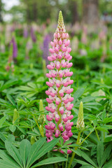 Beautiful pink lupine flowers blooming in forest park.