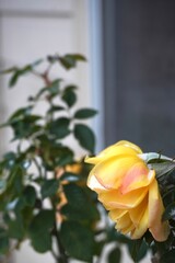 Snow-Dusted Yellow Rose