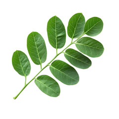 Obraz premium Moringa leaf showcasing vibrant green color and fine texture against a clean Transparent background, Moringa leaf isolated on PNG background