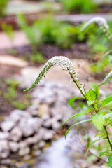 White tail-like flowers of the Lysimachia clethroides blooming in a garden in early summer.