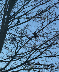 Tree, bird, sky, nature, peaceful