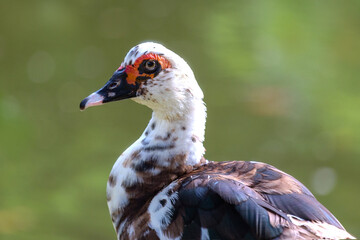 Close-up of a Muscovy duck on a blurred background