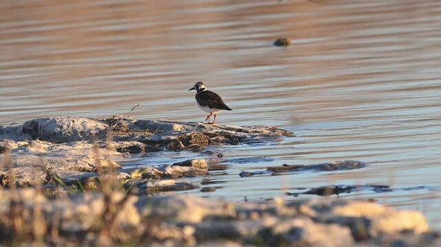 The ruddy turnstone Arenaria interpres walks along the shore of a lake, searching the ground, then suddenly takes off into the sky. Slow motion.
