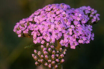 Macro shot of vibrant pink Achillea flowers with sharp focus on petals and blurred green background