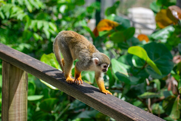 Curious Monkey in Outdoor Enclosure at Dominican Nature Park