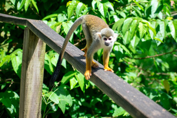 Curious Monkey in Outdoor Enclosure at Dominican Nature Park