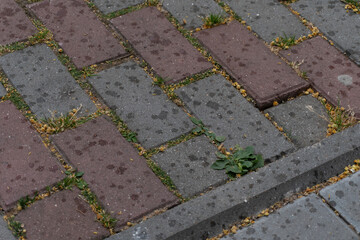 paving stones in the street