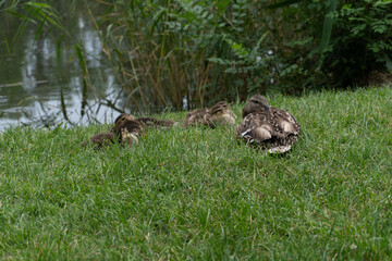duck and ducklings