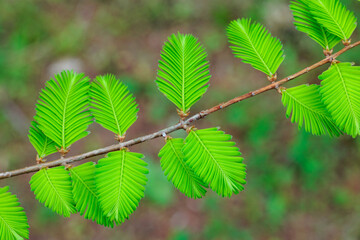 Beautiful young leaves of metasequoia in spring.