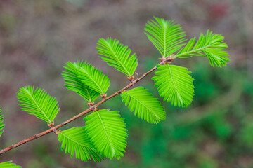 Beautiful young leaves of metasequoia in spring.