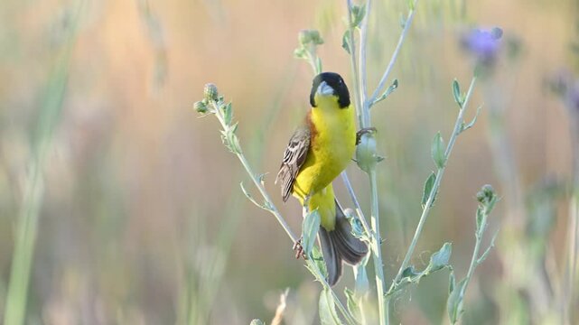 Black-headed bunting Emberiza melanocephala in the wild. Close up songbird. Slow motion. The bird looks around and flies away.