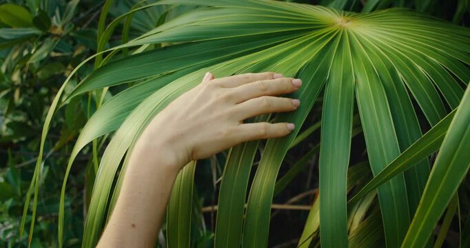 Hand of woman touches large tropical palm leaf in bright natural rainforest