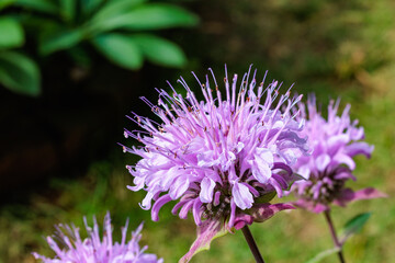 Fototapeta premium Close-up of fragrant pink monarda flowers in a garden.