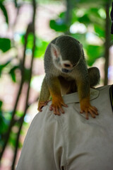 Curious Monkey in Outdoor Enclosure at Dominican Nature Park