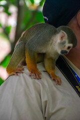 Curious Monkey in Outdoor Enclosure at Dominican Nature Park