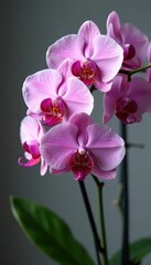 Obraz premium Delicate orchid branch with full bloom flowers in a vase, flower arrangement, garden, blooms