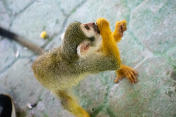 Tropical Wildlife Park with Animals