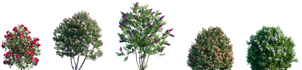 Set of Camellia japonica and Syringa vulgaris blooming shrubs and trees frontal isolated png on a transparent background perfectly cutout high resolution	