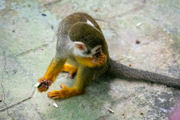 Tropical Wildlife Park with Animals