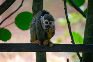 Tropical Wildlife Park with Animals