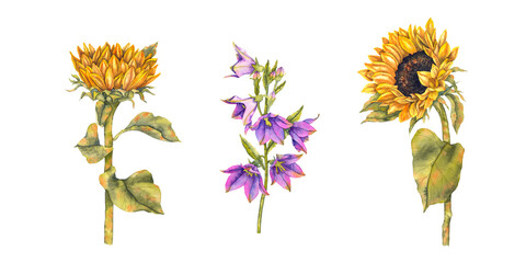 Watercolor illustration of three floral stems two yellow sunflowers and one purple bellflower, detailed and isolated on white. Great for packaging, greeting cards botanical prints and textile design